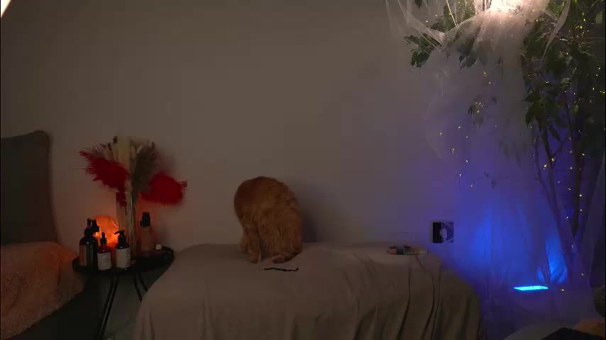 lorrie_love_story Cam Model Chat September 29, 2025