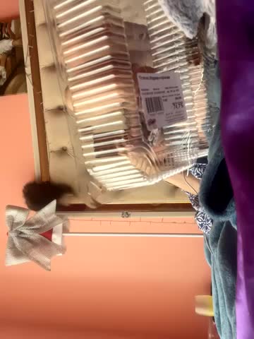 Flossy_Vettie Cam Model Chat October 2, 2025