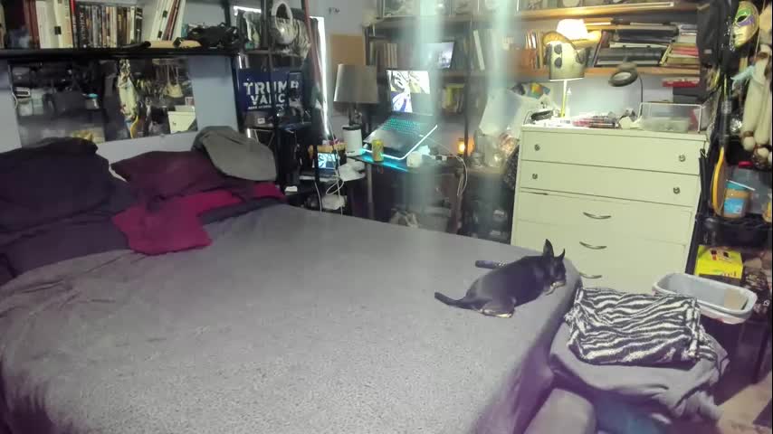 pink_black Cam Model Chat October 4, 2025