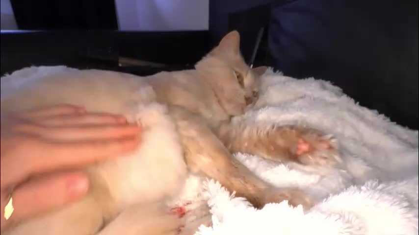 ameliamber0 Cam Model Chat October 4, 2025