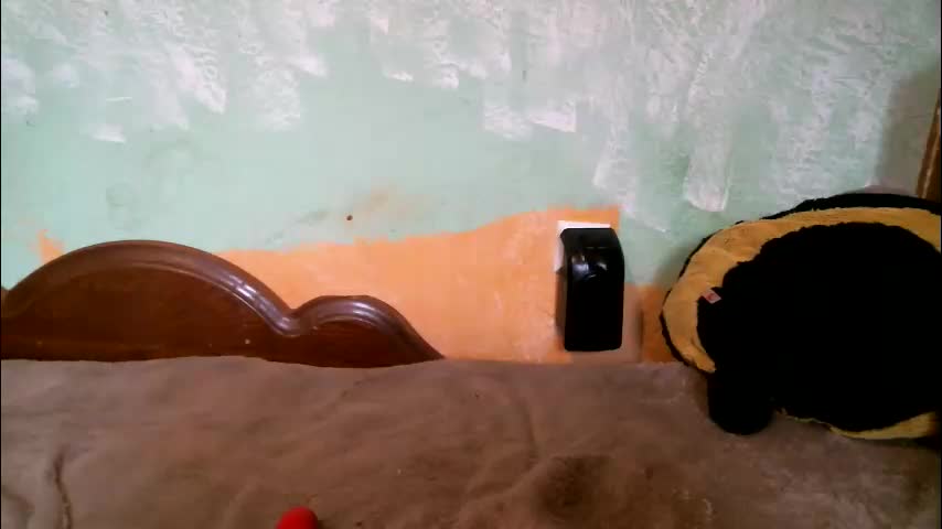 dennisxcarol Cam Model Chat October 8, 2025