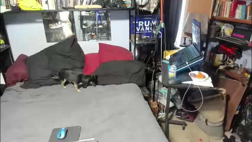 pink_black Cam Model Chat October 13, 2025