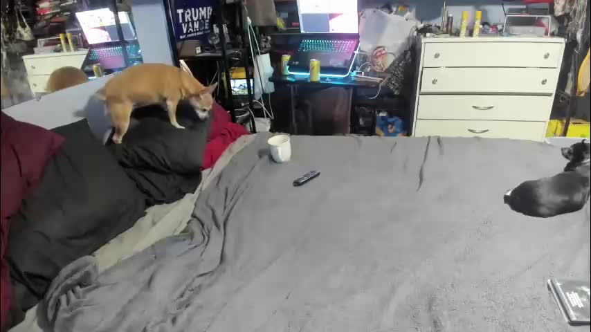 pink_black Cam Model Chat October 29, 2025