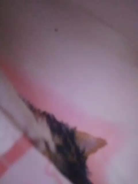 Bogina1 Cam Model Chat October 29, 2025