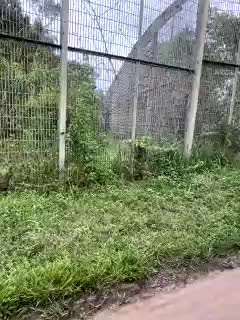 MoanaQliphoth Cam Model Chat October 31, 2025