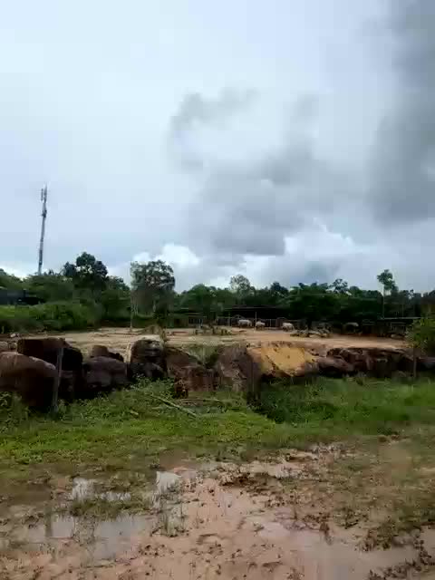 MoanaQliphoth Cam Model Chat October 31, 2025