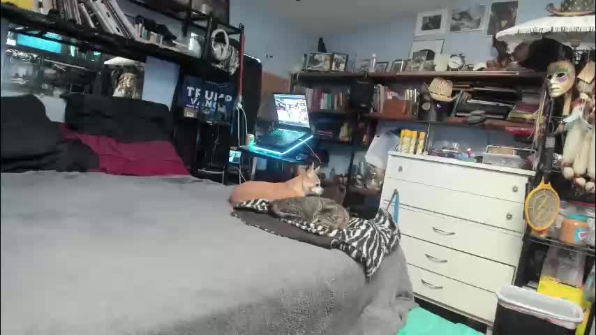 pink_black Cam Model Chat November 9, 2025
