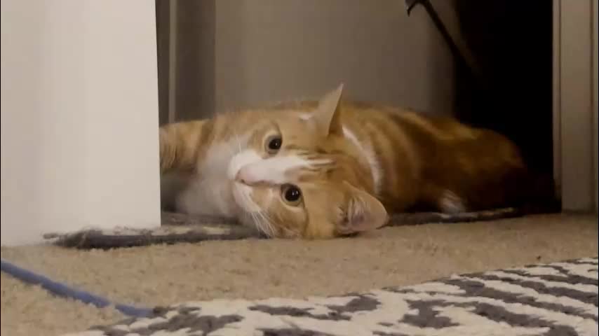 widthofapeach Cam Model Chat November 11, 2025