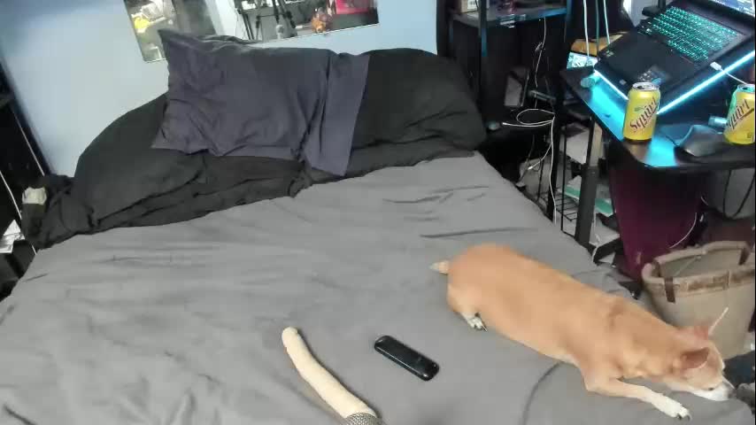 pink_black Cam Model Chat November 12, 2025