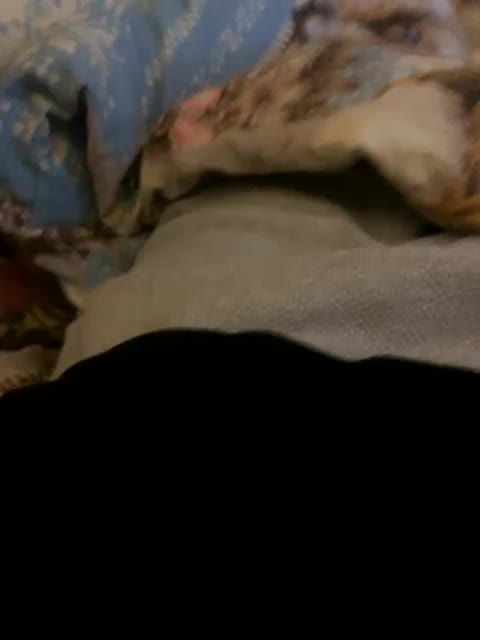 KisasexAlex Cam Model Chat November 24, 2025