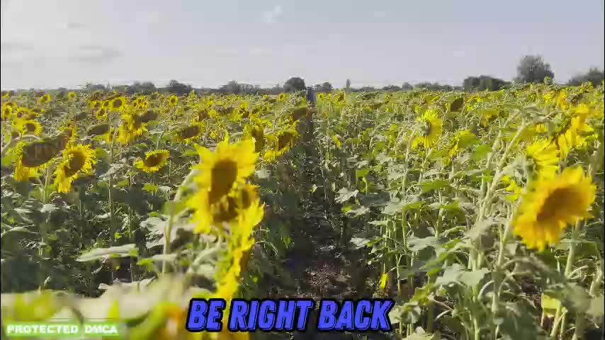 sunflower0907 Cam Model Chat November 26, 2025