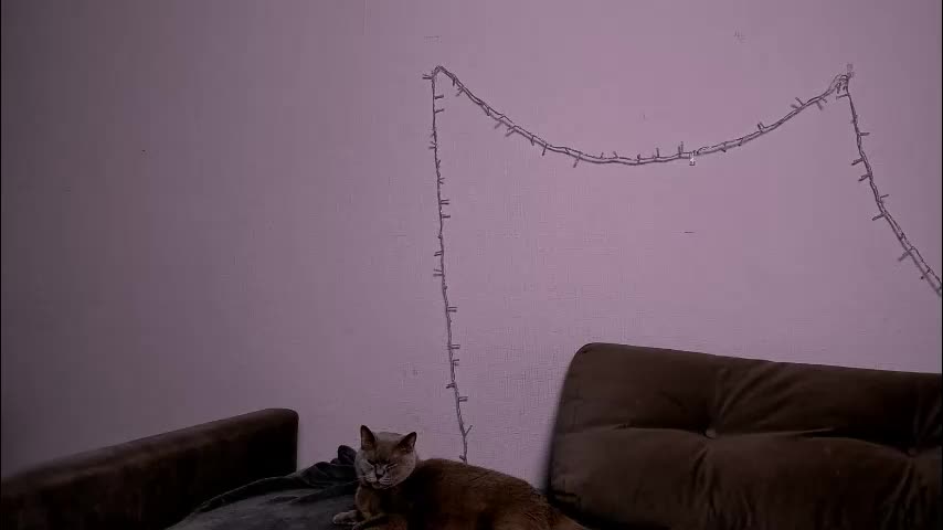 ladytrep Cam Model Chat December 18, 2025