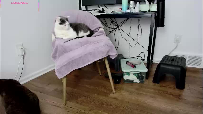 jjjust4fun1985 Cam Model Chat December 20, 2025