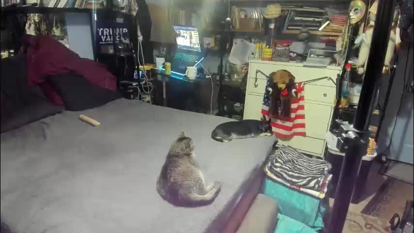 pink_black Cam Model Chat December 23, 2025