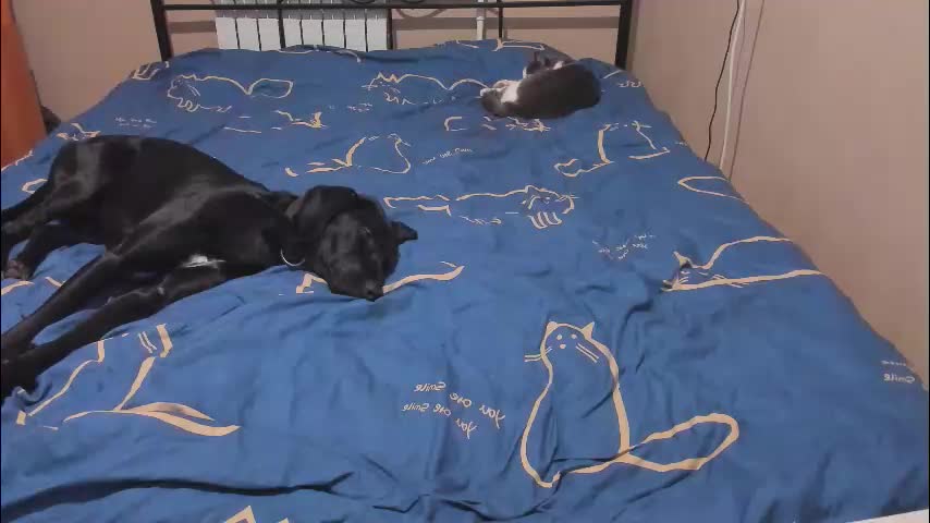 eva_zero Cam Model Chat January 13, 2026