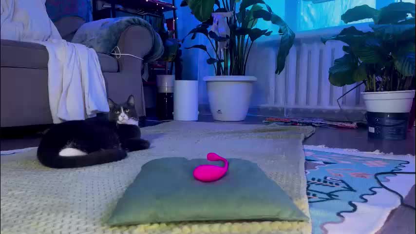 sasha_moormeoow Cam Model Chat January 13, 2026