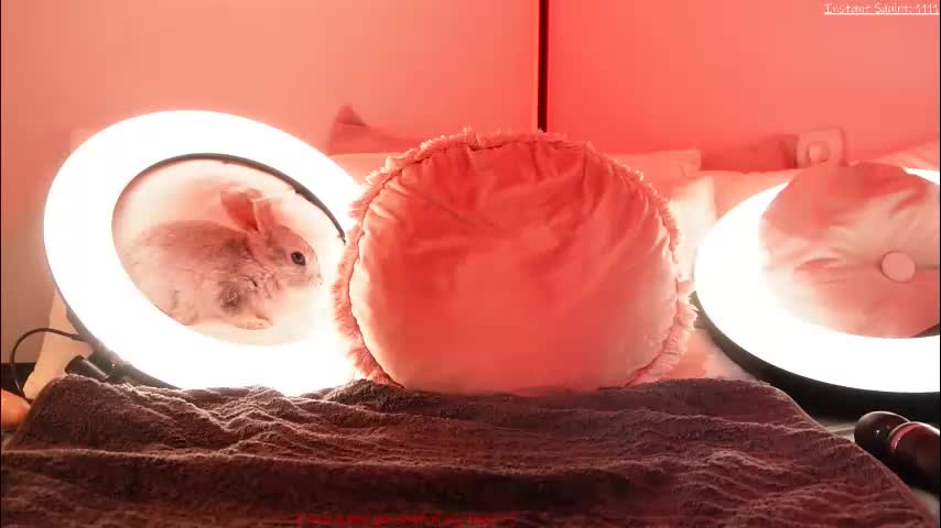 kirstendanston Cam Model Chat January 13, 2026