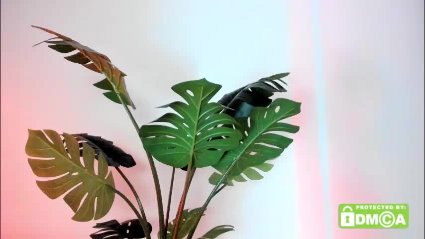 ashllovee_ Cam Model Chat January 13, 2026