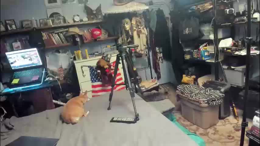 pink_black Cam Model Chat January 17, 2026