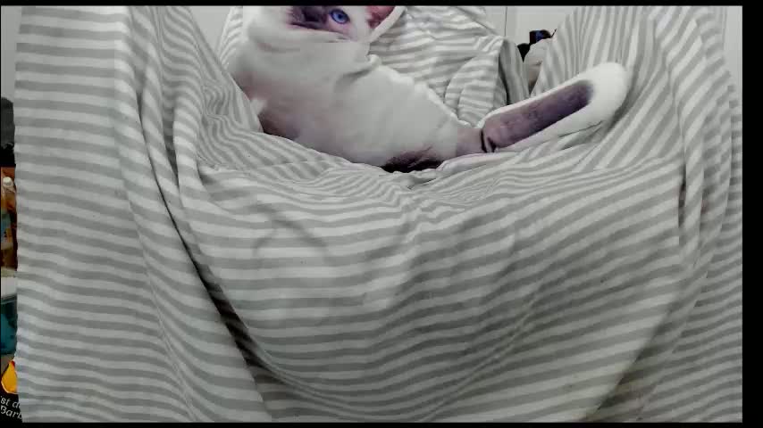 you_love_melisa Cam Model Chat January 19, 2026