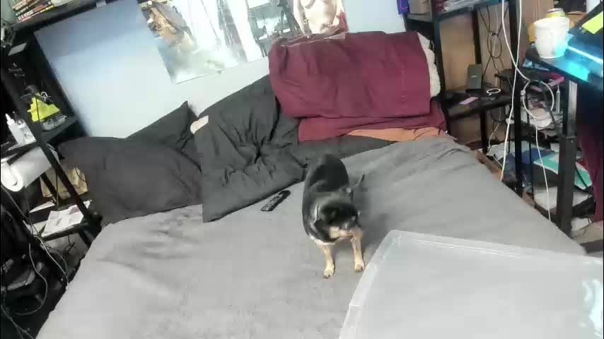 pink_black Cam Model Chat January 22, 2026