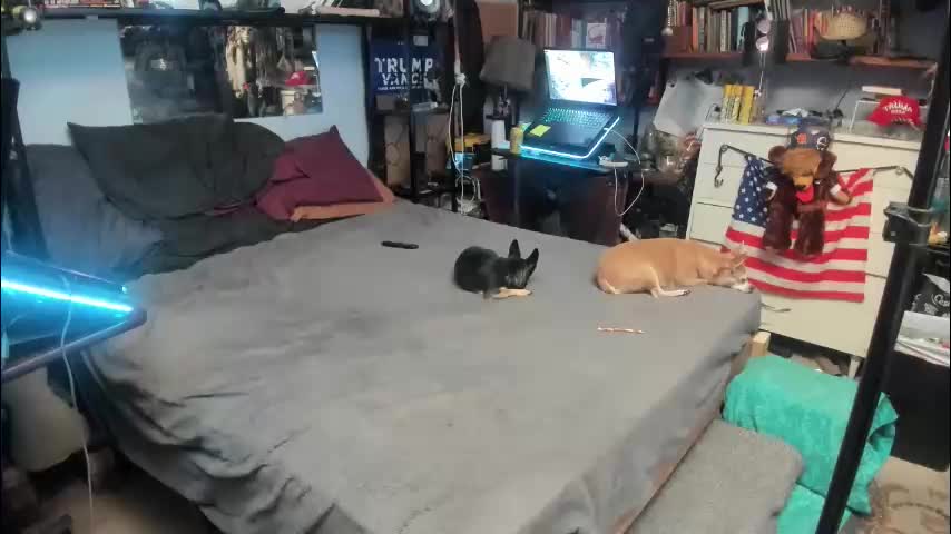 pink_black Cam Model Chat January 25, 2026