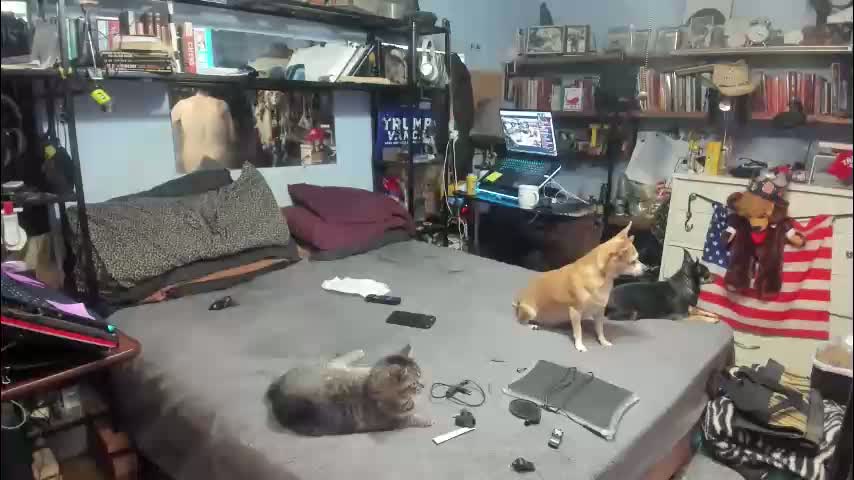 pink_black Cam Model Chat January 30, 2026