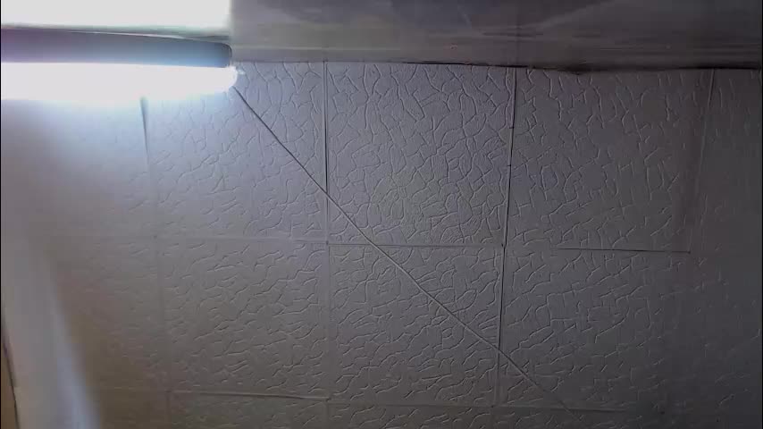 shyredstar Cam Model Chat January 31, 2026