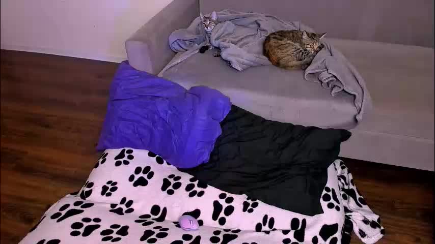 ladytrep Cam Model Chat February 1, 2026