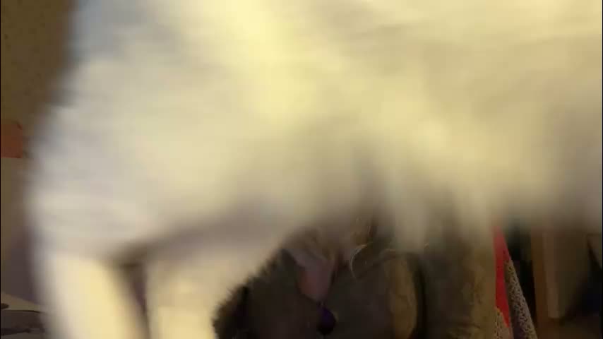 fairydreams_ Cam Model Chat February 12, 2026