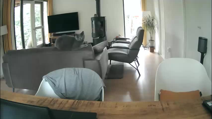 woodwurm Cam Model Chat March 13, 2026