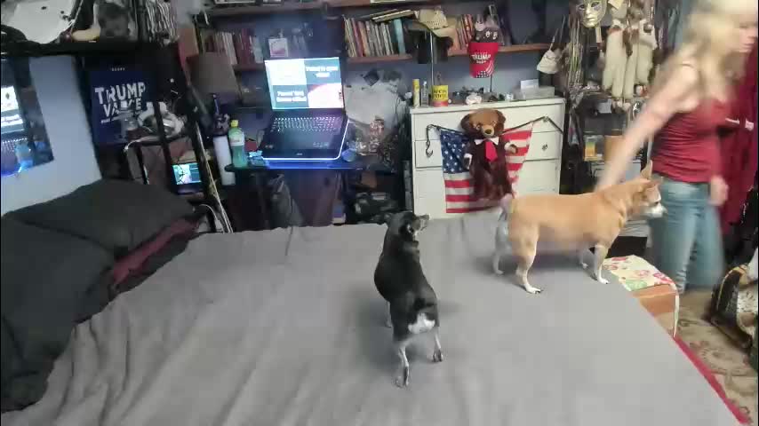 pink_black Cam Model Chat March 31, 2026