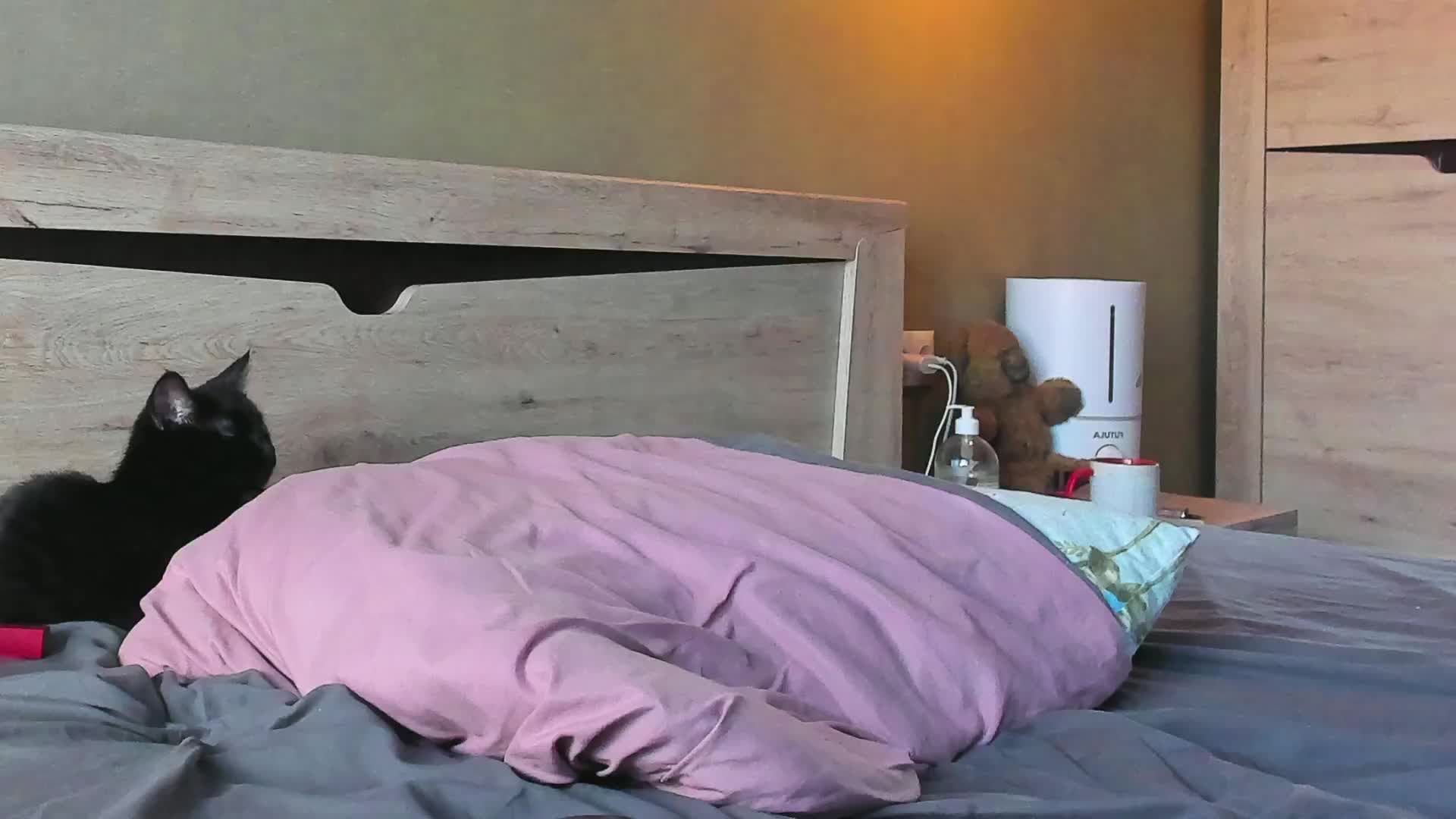 Dark-Willlow Cam Model Chat April 4, 2026