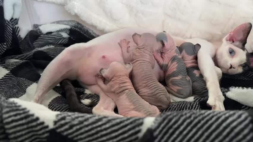 graciemae_baexx Cam Model Chat April 4, 2026