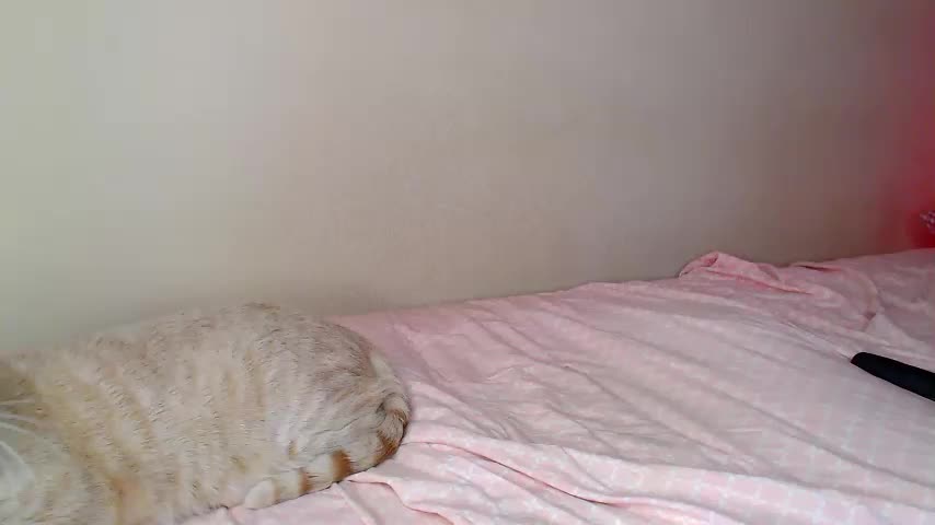 JustAlice Cam Model Chat July 6, 2026